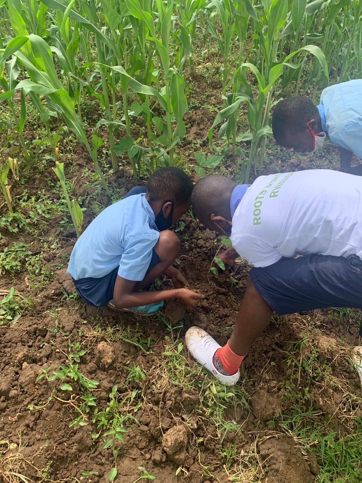 roots and shooots rwanda eduction